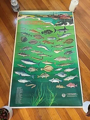 1973 NOAA Poster “Marine Fishes Of The North Atlantic”  U.S. Dpt.Of Comm. 30x47 • $50