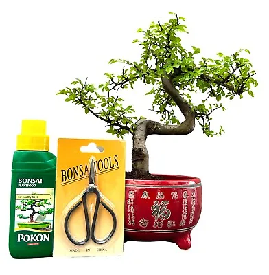 CHINESE ELM BONSAI TREE  - All Sizes - You Choose • £39.99