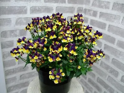 6 X Nemesia Plums & Custard Large Plug Plants Highly Scented Lovely Colours • £6.99