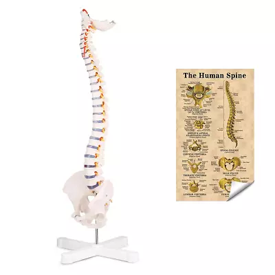 Flexible Spine Model 34'' Life Size Spine Anatomical Model With Vertebrae Nerv • $76.54