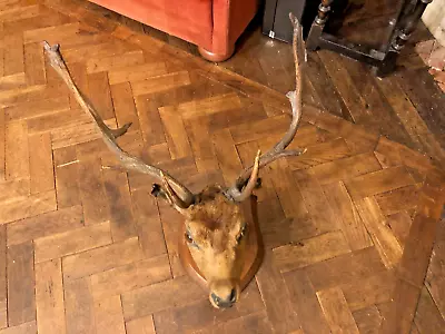£179.95 • Buy Antique Mounted Stags Head On Oak Plaque Needs Attention