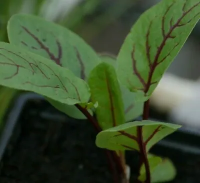 £1.75 • Buy Red Veined Sorrel Seeds 500mgSalad Leave- HERB