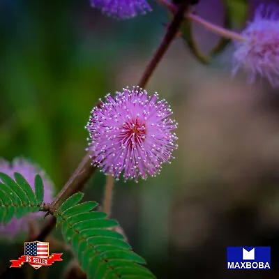 Sensitive Plant Mimosa Seeds Shy Flower Non-GMO Fresh Garden • $2.29