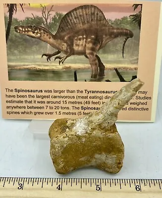 Spinosaurus Caudal Vertebra Dinosaur F0SSIL Before T Rex Cretaceous Z1 • £141.54