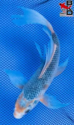 8  BUTTERFLY ASAGI Live Koi Fish Garden Pond 4/14 • $43.99