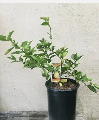 Meyers Lemon Tree Organic In Pot Small And Medium Size. • $35