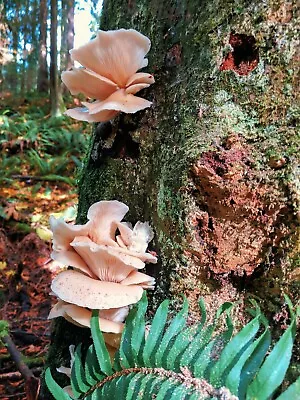 100+ Organic Pink Oyster Gourmet Mushroom Plugs For Log Inoculation USA • $15