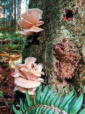 500+ Organic Pink Oyster Gourmet Mushroom Plugs For Log Inoculation US Seller!!! • $48.45