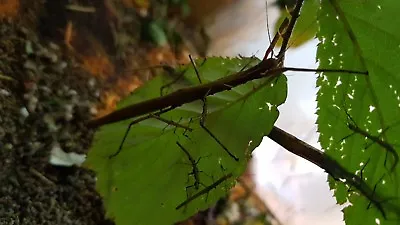 £3.99 • Buy Indian Stick Insect Nymphs X 20