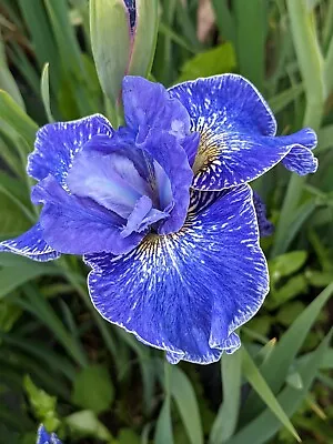 £7 • Buy Iris Sibirica - Berliner Welle - Siberian Iris - Hardy Flowering Garden Iris