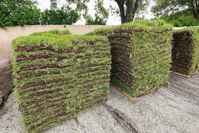 $169 • Buy Floratam St. Augustine Sod - 400 Square Foot Pallet - Stenotaphrum Secundatum