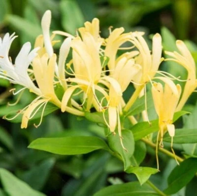 £14.99 • Buy Honeysuckle 'Halliana' Lonicera Japonica 2ltr Scented Climber Perennial