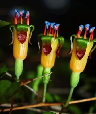 £2.99 • Buy Fuchsia  Procumbens New Zealand Creeping/trailing Ground Cover Fuchsia Plant