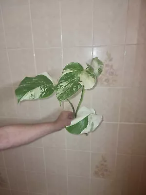 Variegated Monstera Albo Cutting • $16.50