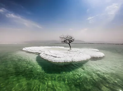 Dead Sea Israel Salt Pile Tree Dead Tree In Sea Of Life Photo Poster Art Print • $23.99