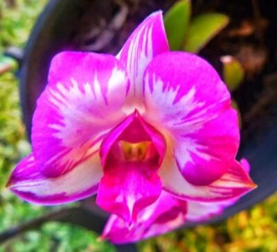 $12.50 • Buy ORCHID  - Dendrobium  Tanida Pink Splash - PROLIFIC BLOOMING