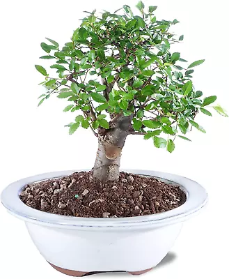 Live Chinese Elm Outdoor Bonsai Tree 5 Years Old; 6  To 8  Tall With Decorative • $63.99
