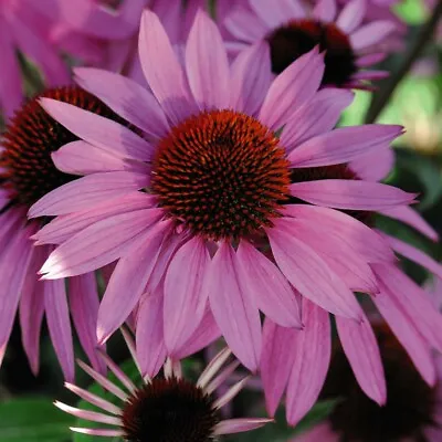 T&M Echinacea Nectar Pink Garden Flowering Hardy Perennial Patio Plug Plants • £8.99