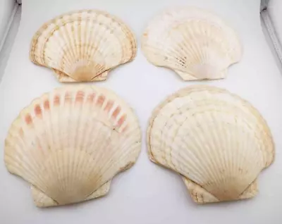 SHELLS  4 Large Assorted Color Scallop Sea Shells Crafts  Décor  Baking  Serving • $14.99