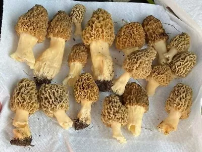 🍄 Morel Mushroom Spores- Grow Kit-  🍄 Organic - Spawn - Seeds - Free Shipping! • $14