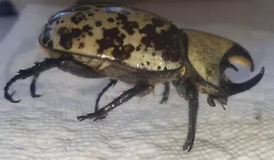  DRIED LARGE MALE DYNASTES TITYUS EASTERN RHINOCEROS HERCULES Beetle Taxidermy • $145