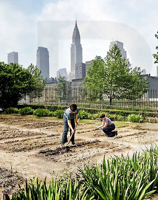 1944 New York. School Victory Gardens 11 X 14  Photo Print • $16.96