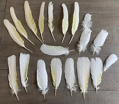 White Hybrid Cockatoo Yellow Feathers Tail 4 1/2”- 11” Peyote Craft Fishing • $25