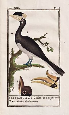 Hornbills Hornbill Bird Birds Oiseau Copperplate Buffon 1780 • £18.38