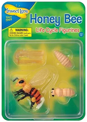 £5.50 • Buy HONEY BEE Life Cycle 4 Stages - Outdoor Learning Insect Lore Plastic Resource
