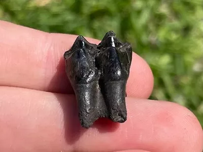 Fossil Deer Tooth Pleistocene Mammoth Age Mammal Florida • $9.99