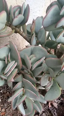 (3) 2” - 4  Crassula Arborescens Silver Dollar Jade Clippings  • $1.99