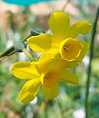 NARCISSUS CORDUBENSIS - Lots Of Lovely GOLDEN YELLOW FLOWERS - Spring Flwg Sz • £5.50