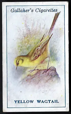 Gallaher - British Birds By George Rankin - #19 Yellow Wagtail • £1.60