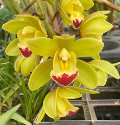 $30 • Buy OoN Cymbidium Orchid Autumn Emerald 'Royale' M572 In Spike 125mm Pot