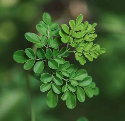 Moringa Oleifera Tree - 6-10  Tall - Drumstick/Horseradish/Benzolive Live Plant • $42.95