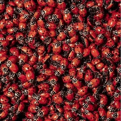 250 Live Ladybugs Natural Organic Garden Pest Control Aphids Bugs Sustainable • $18.99