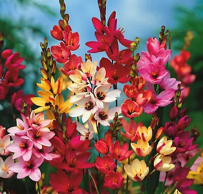 10 Ixia Flowers Corm Bulbs Summer Lilies Mixed Garden Perennial Plant ⭐️⭐️⭐️⭐️⭐️ • £3.99