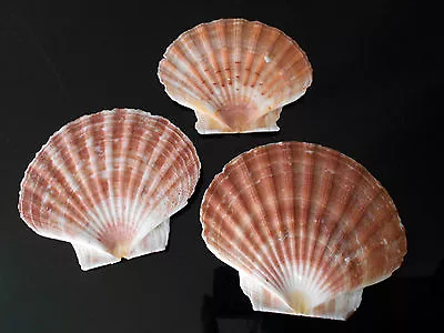 $17.99 • Buy 6 Large Irish Flat Scallops Shells Seashells 4 + Crafts Beach Cottage Decor