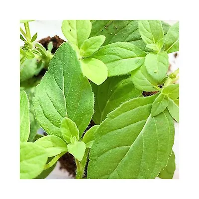 6 Mint Banana Herb -  Plug Plants Grow Your Own Herb Mint Herb Garden • £12.99