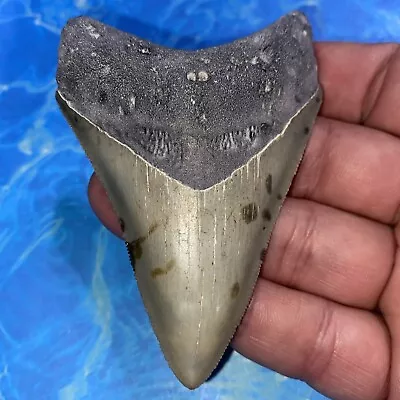 Megalodon Shark Tooth 3.76” Huge Teeth Meg Scuba Diver Direct Fossil Nc 2861 • $9.99