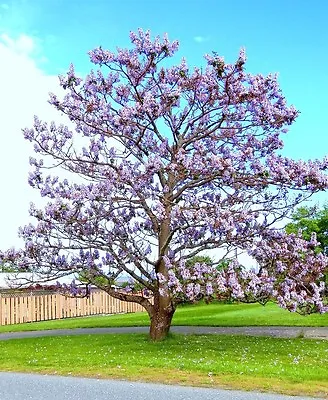 Paulownia Elongata Exotic Royal Empress Flowering Tree Wood Bonsai Seed 10 Seeds • $8.99