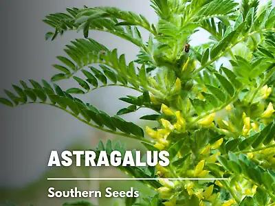 Astragalus (Huang Qi) -  Heirloom Seeds - Rare Medicinal Herb  • $4.90