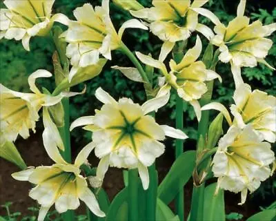 Hymenocallis Ismene (Peruvian Daffodil) 'Sulphur Queen' WPC Prins Bulbs • £3.95