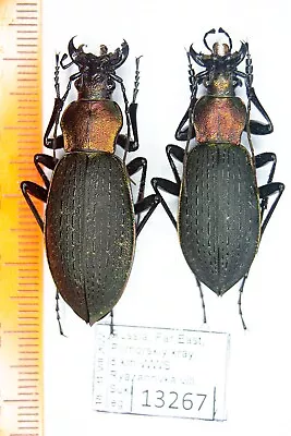 Carabus (Coptolabrus) Jankowskii Carabidae Russia Far East Pair A1 13267 • $40