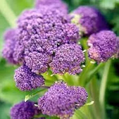 BROCCOLI PURPLE SPROUTING SEEDS Vegetable Garden Purple Broccoli Seeds Vegetable • $2