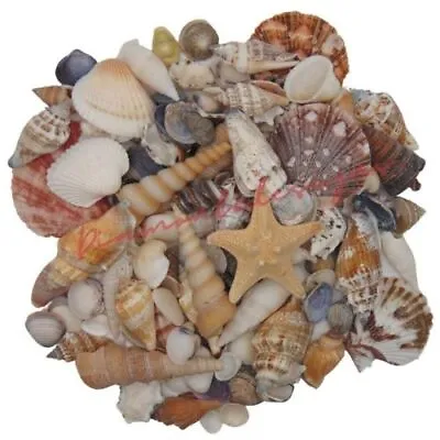 Mixed Shells Natural Shell Seashells Beach Shell Wedding Display Craft Aquarium • £11.25