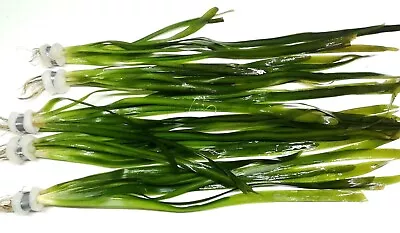 £5.49 • Buy Vallisneria Gigantea Rubra  Giant Val  Vallis Bunch Live Aquarium Aquatic Plants
