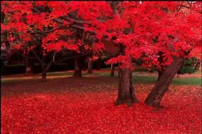 25 Scarlet CAROLINA RED MAPLE Tree Acer Rubrum Seeds • $3