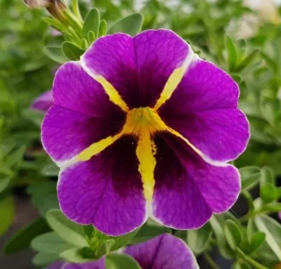 Calibrachoa Plug Plants Million Bells Purple Star Petunia Flowers Pack Of 3 • £8.99