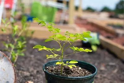 Moringa Oleifera Seeds - 10 Dwarf Moringa Tree Seeds - Miracle Tree/Tree Of Lif • $5